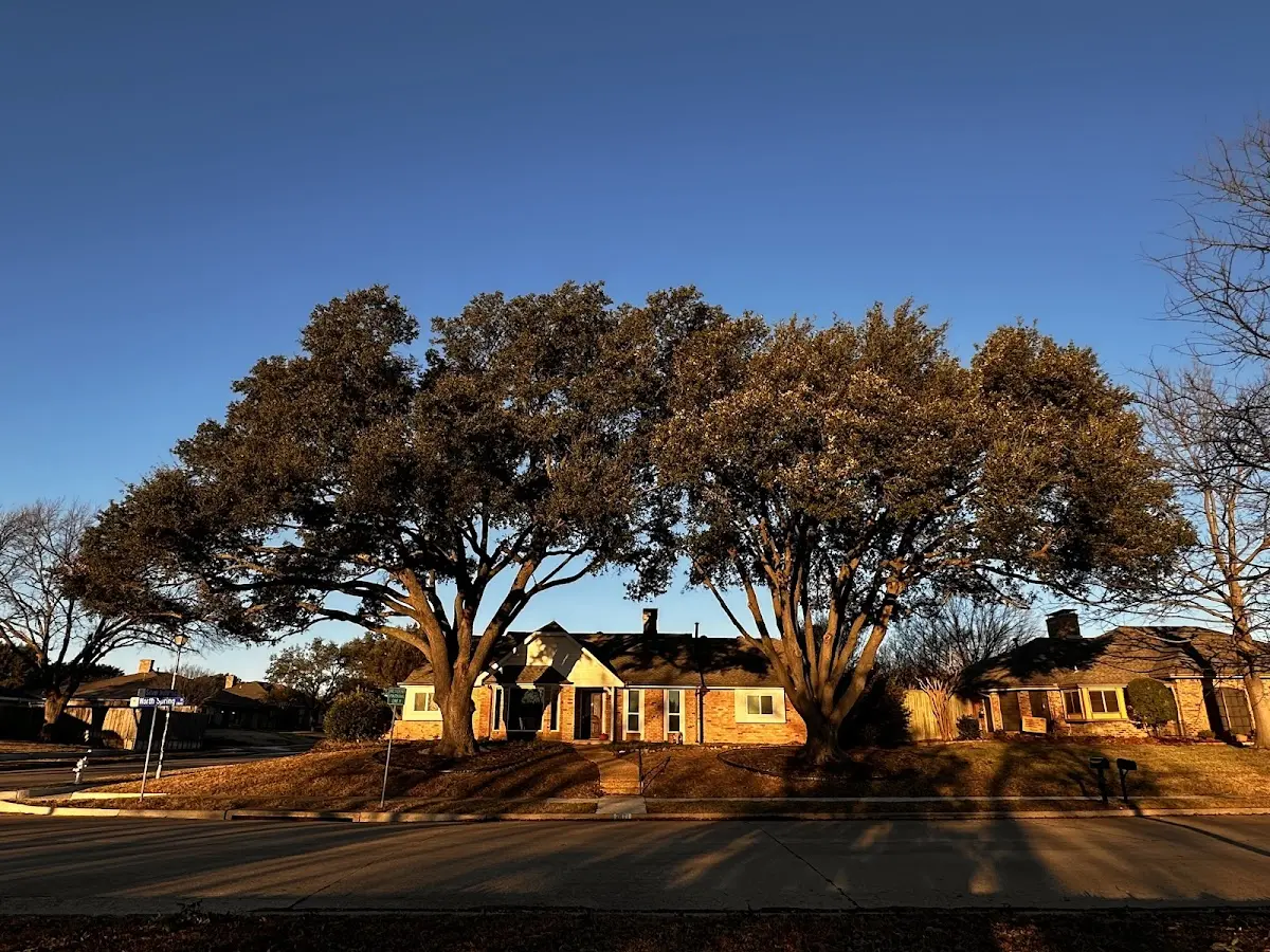 Established residential canopy tree shading a home in Richlands